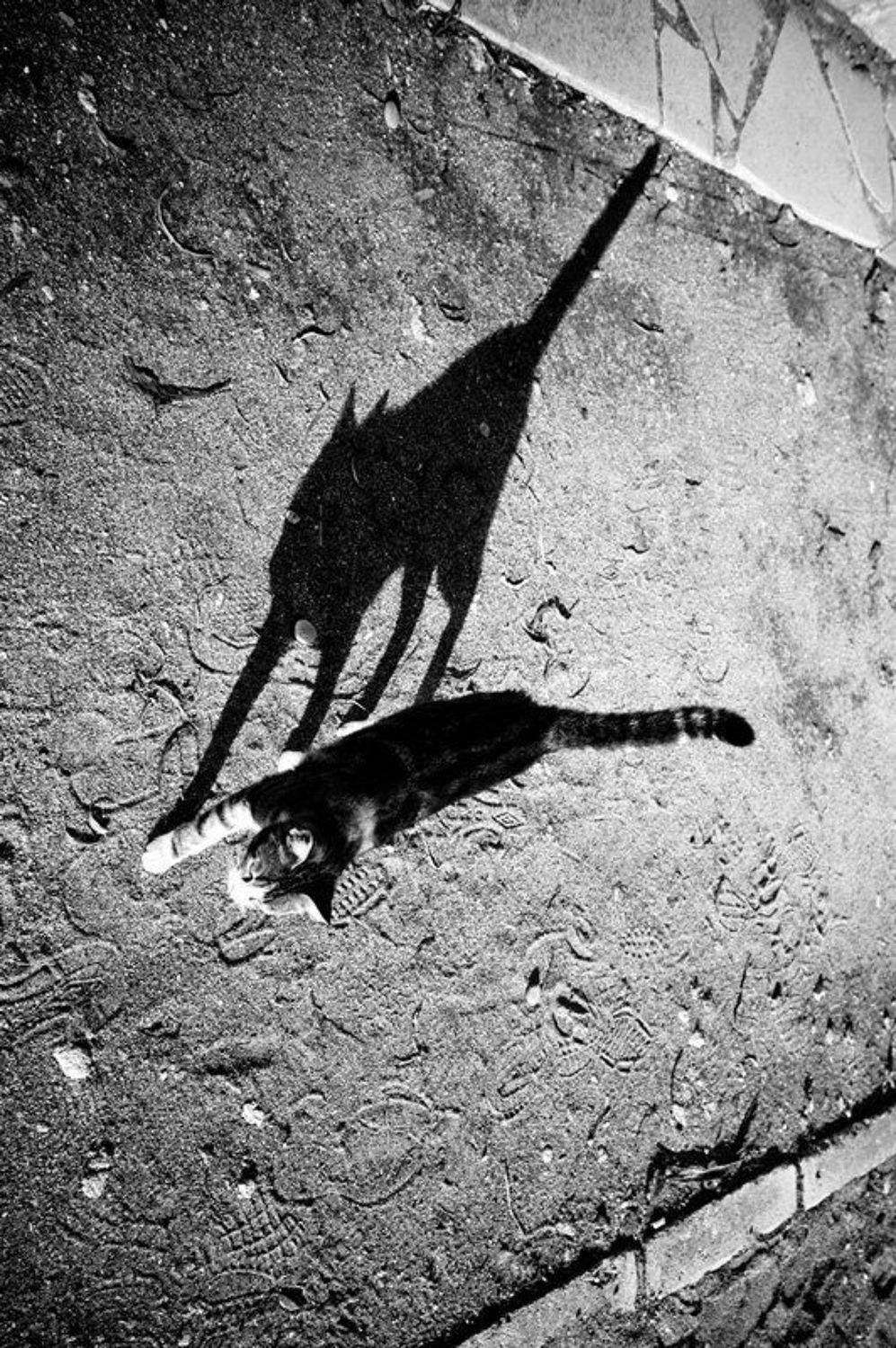 раздвоение, кошачьей, личности, Александр Константинов