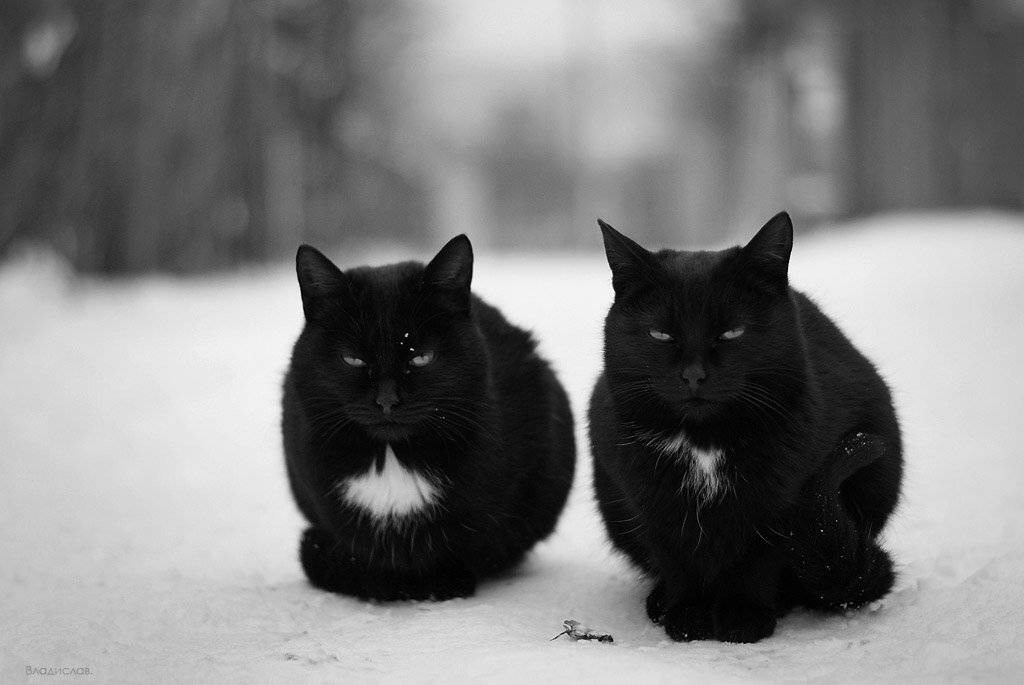 , Владислав.