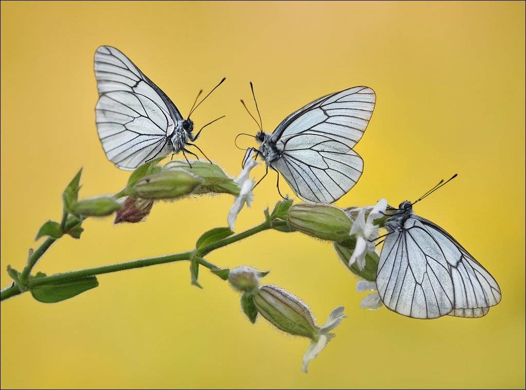, Алена Шевцова