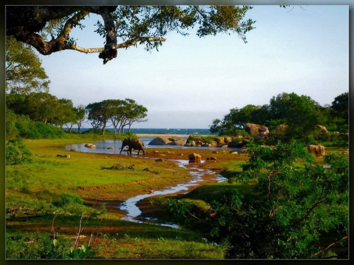 шри-ланка,сафари,ялла, Andrey D