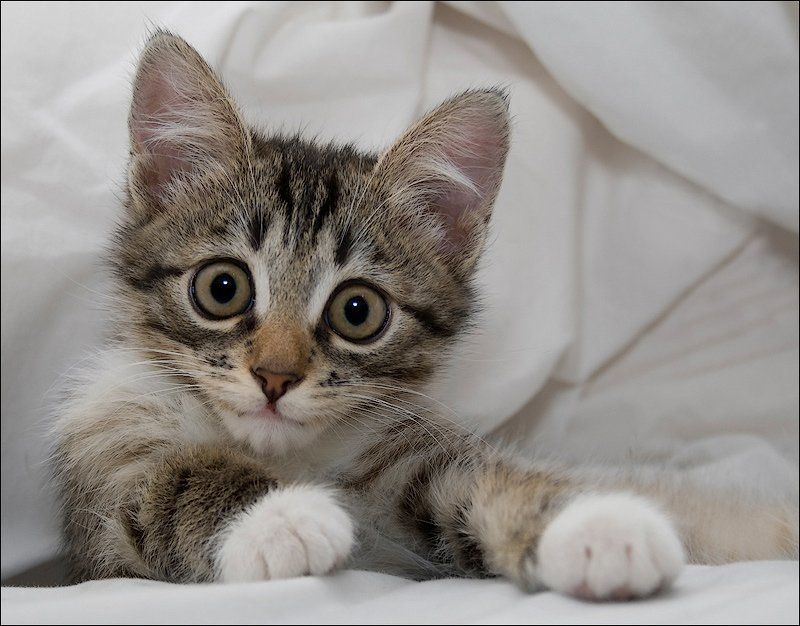 Кто? Я? фото превью