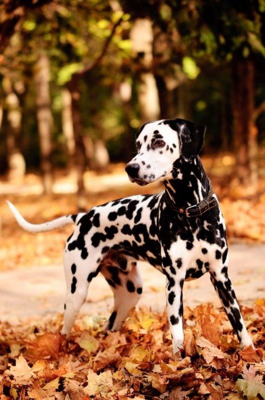 осень, парк, далматин, пятна Один гордый далматин фото превью