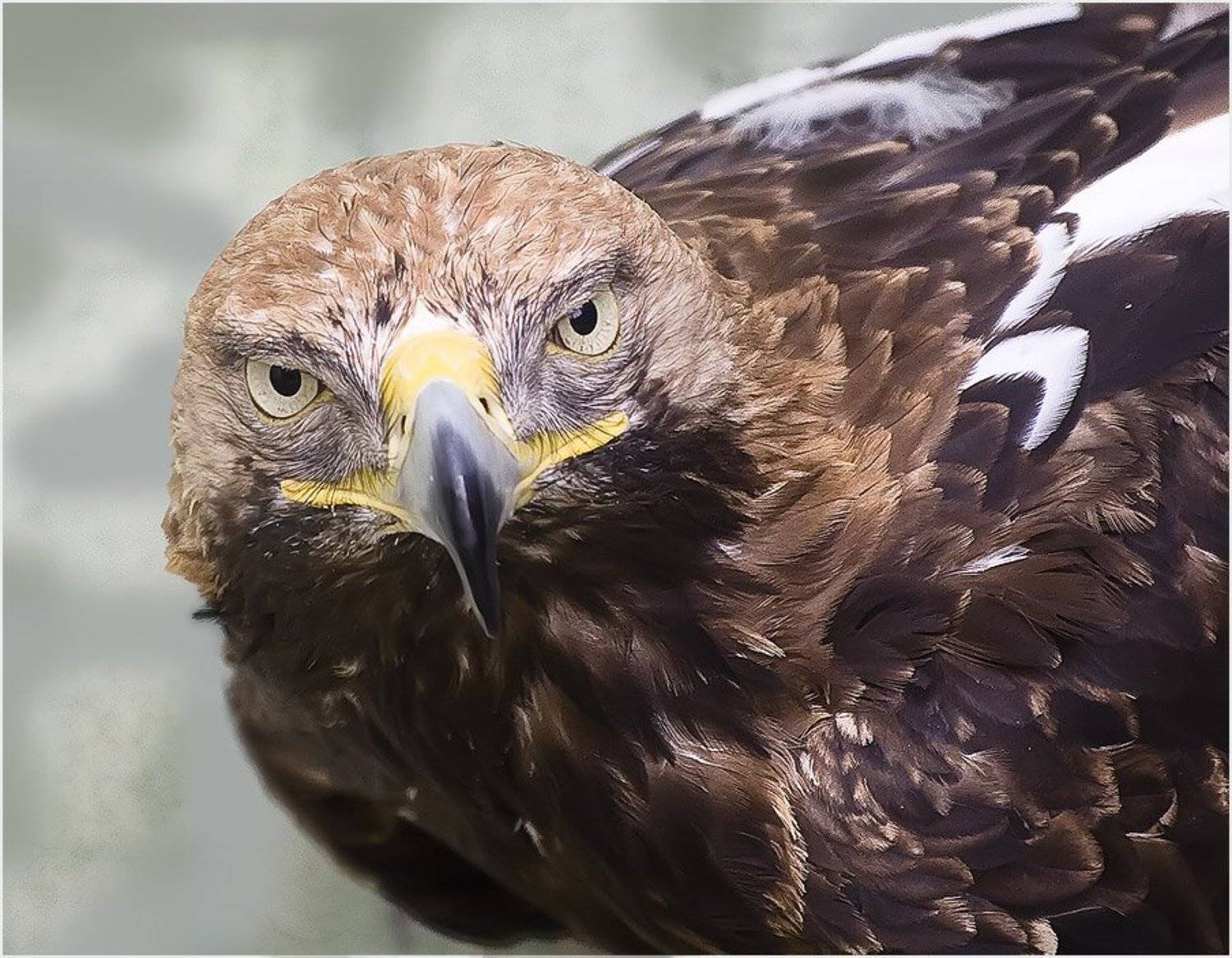 орел, хищник, Игорь Шевченко