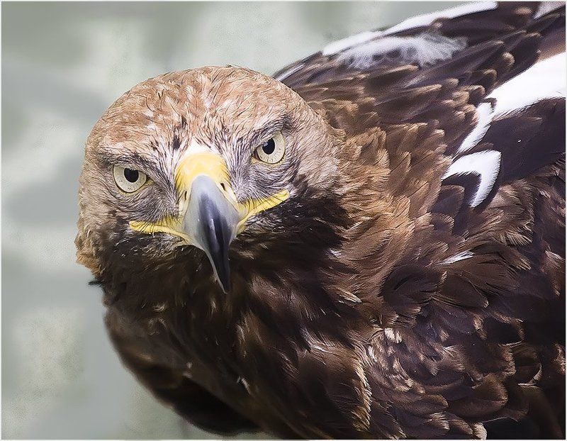 орел, хищник Хищный взгляд фото превью
