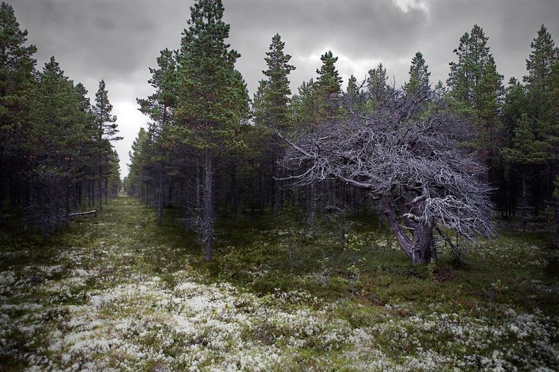 привратник, терский, берег, белого, моря Привратник фото превью