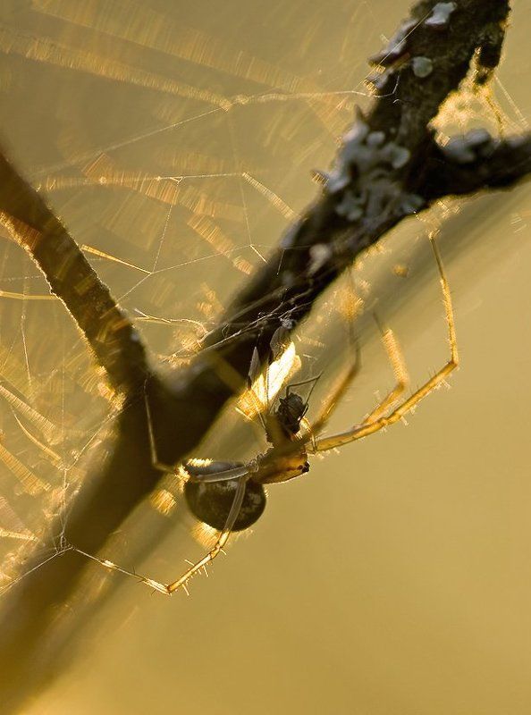 паук, вечер, трапеза Вечерняя трапеза фото превью
