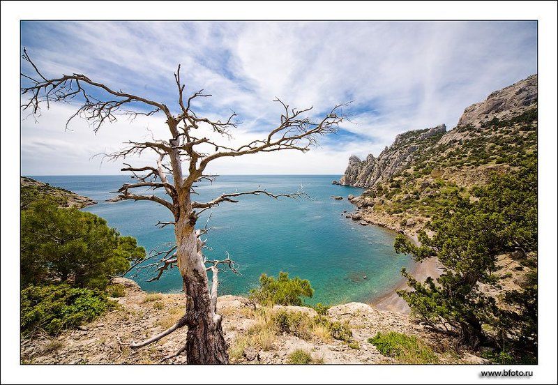 бухта, море, крым, новый свет, весна, дерево, пейзаж, обои, открытка Голубая бухта Нового Света фото превью