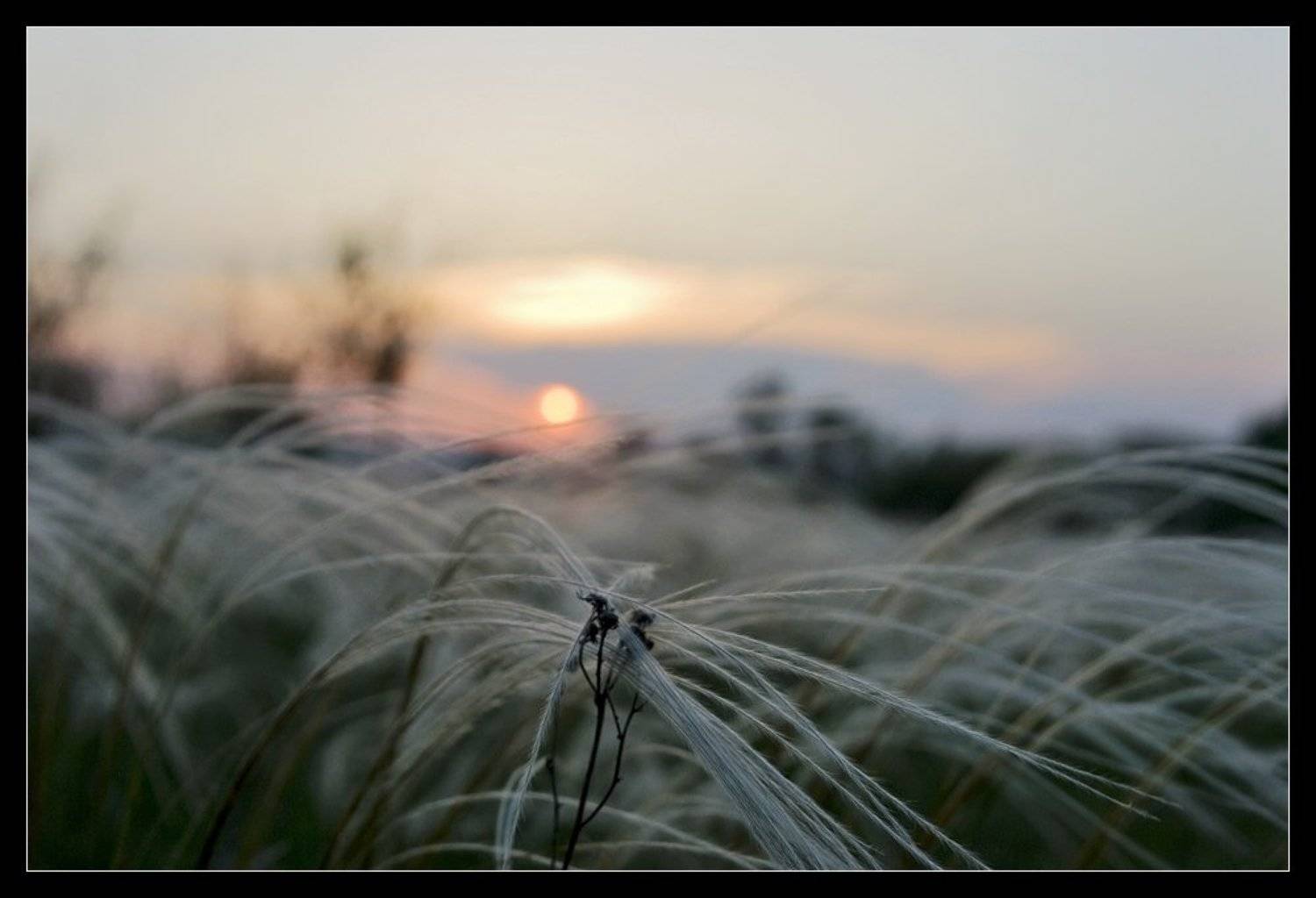 ковыль, закат, Samolinov Andrey