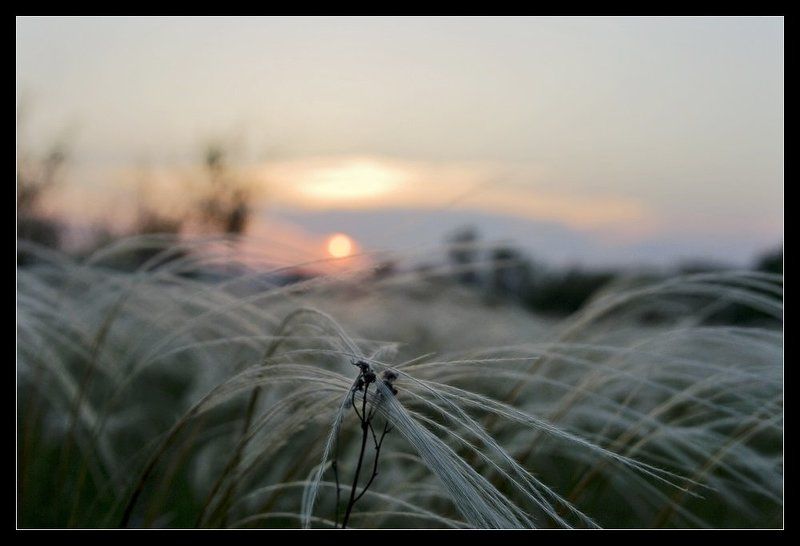 ковыль, закат Закат фото превью