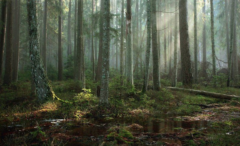 утро в дремучем лесу фото превью