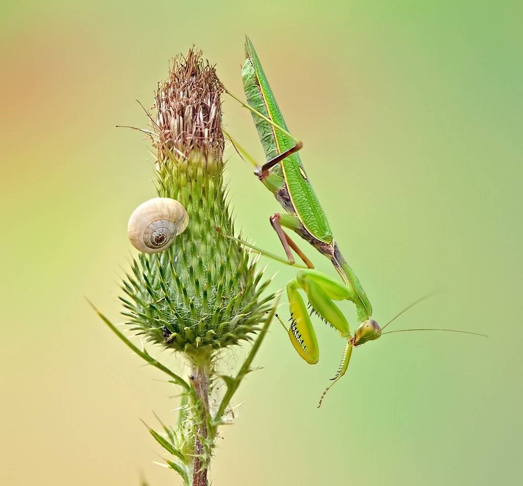 , Алена Шевцова