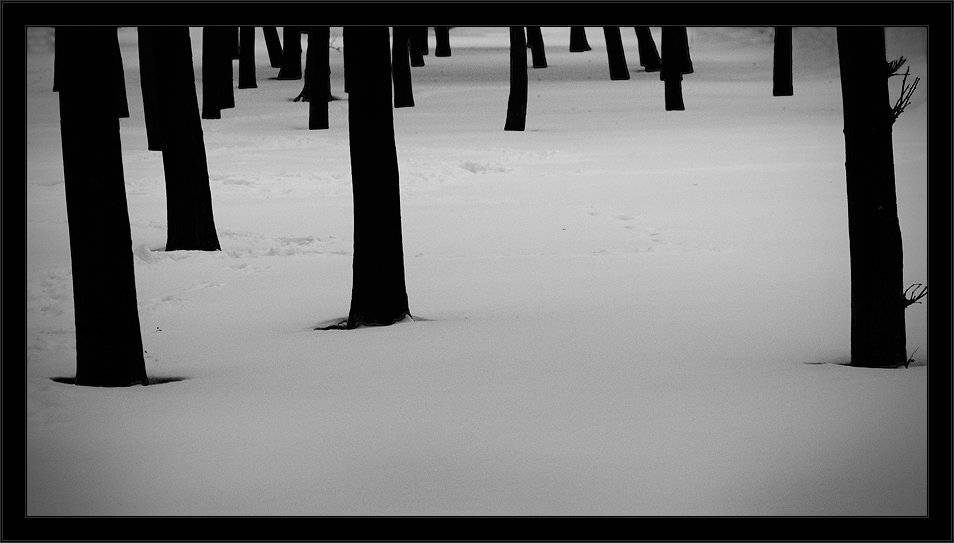зима, чб, стволы, снег, Kirill Shapovalov