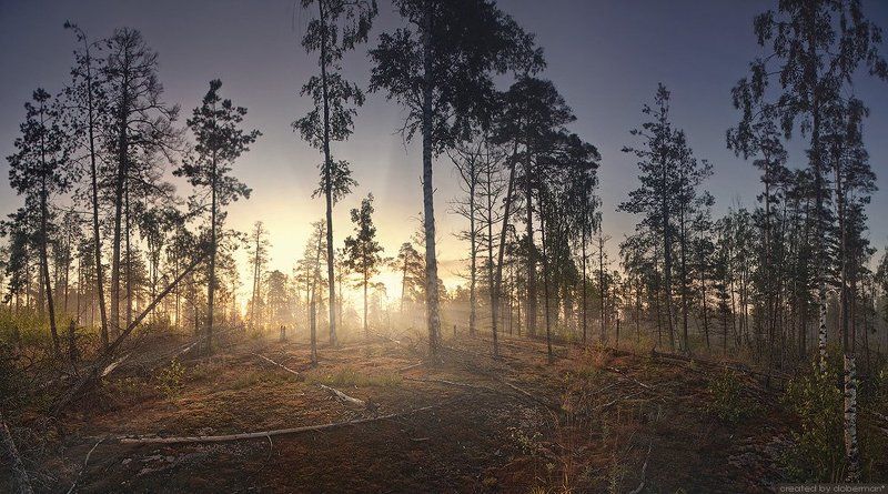 Утро в Монрепо фото превью