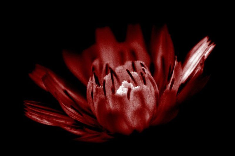 Огненный цветок фото превью