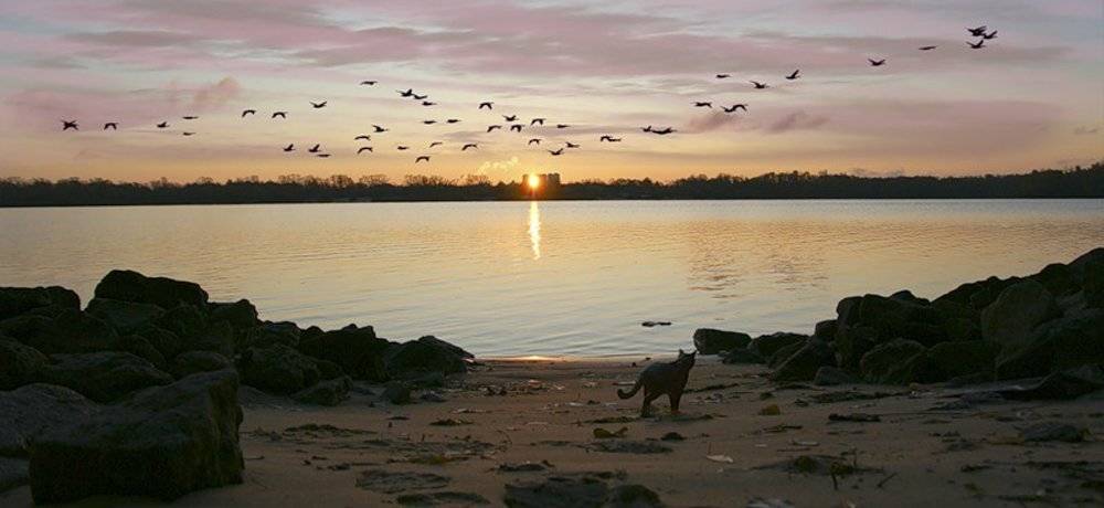 река, кот, птицы, рассвет, tinagrach