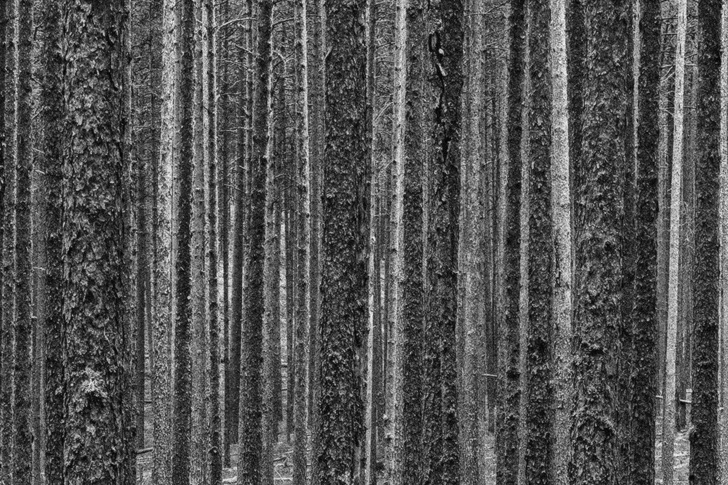 , Viktor Kalechenkov