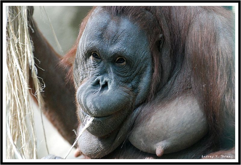 Ню  Ню... фото превью