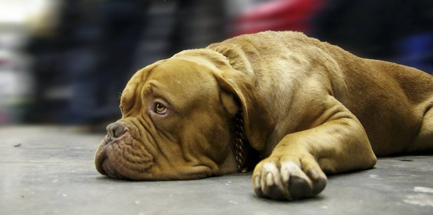 животные, пес, бордоский дог, Tina Grach