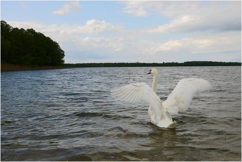 озеро, лебедь  фото превью