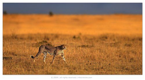 Перевозчик душ