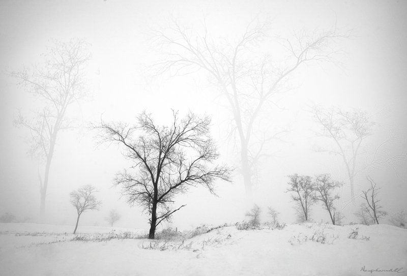 зима, сон, деревья, туман, снег Сны деревьев. фото превью