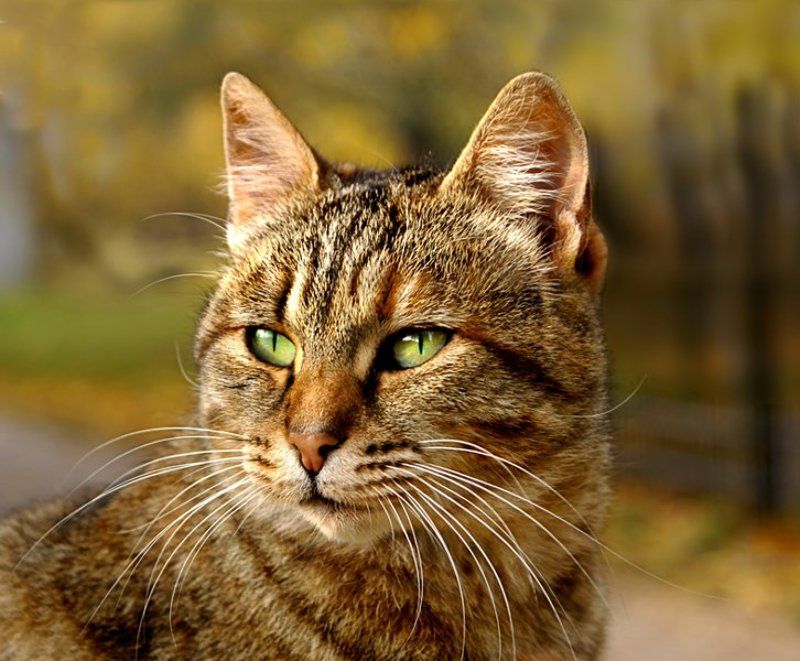 кошка Королевская осанка фото превью