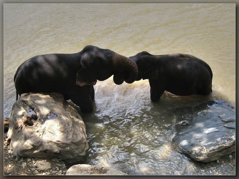 слон,шри-ланка, Давай дружить? фото превью