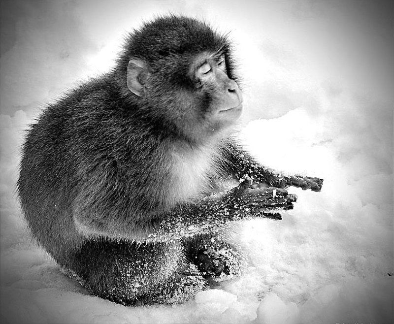 медитация фото превью