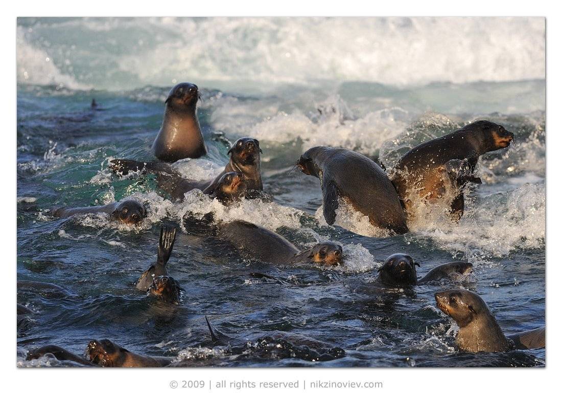 юар, котиковый остров, котики, дикие животные, Николай Зиновьев