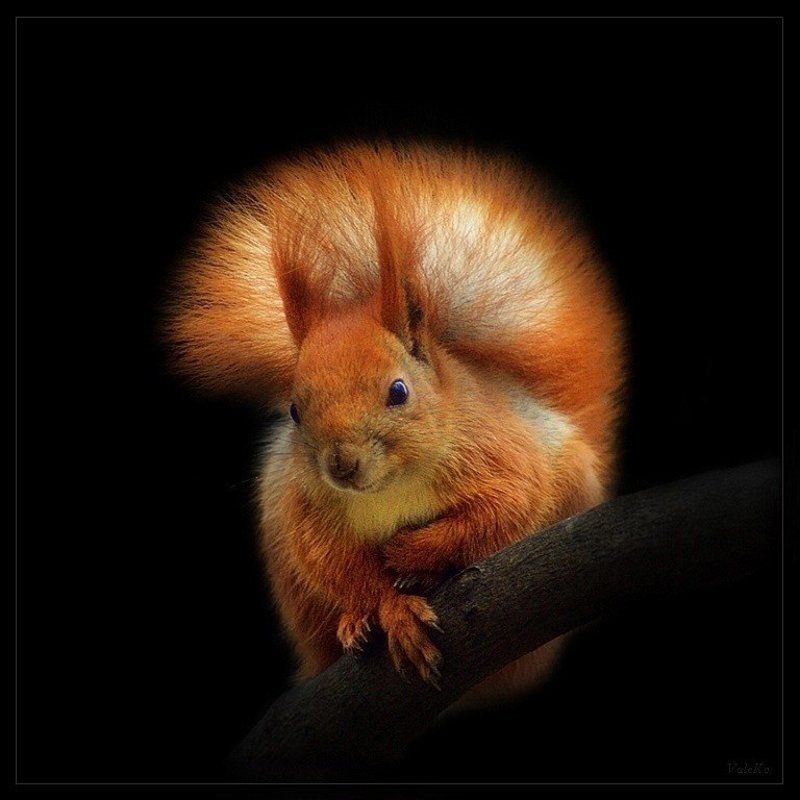 Белка на черном. фото превью