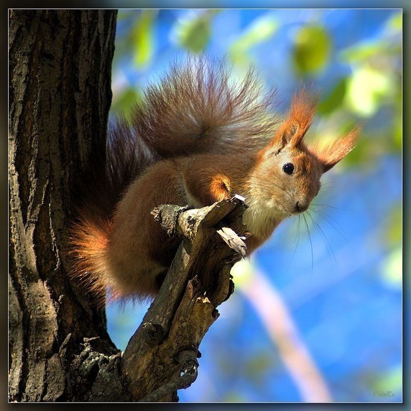 ***** фото превью