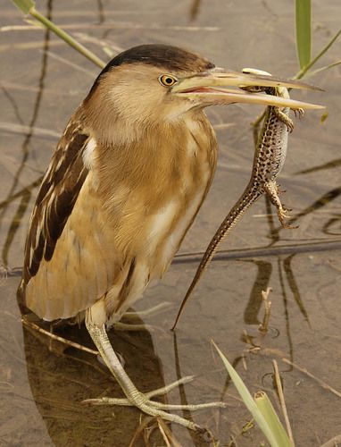 Выпь малая (Ixobrychus minutus) с добычей
