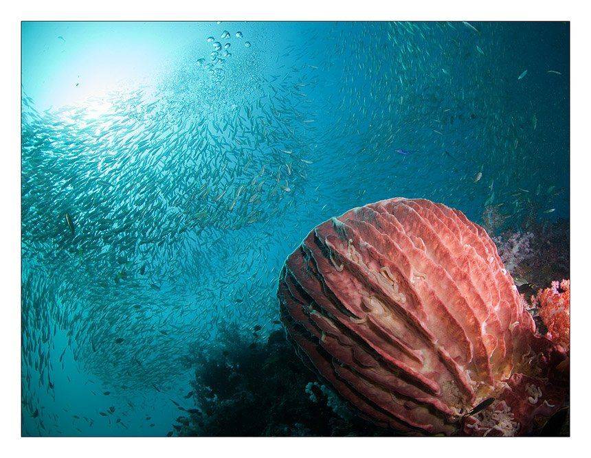 таиланд,губка ,чаша ,стая, Нарчук Андрей