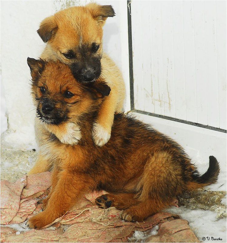 Не бойся, братишка, - прикрою! фото превью