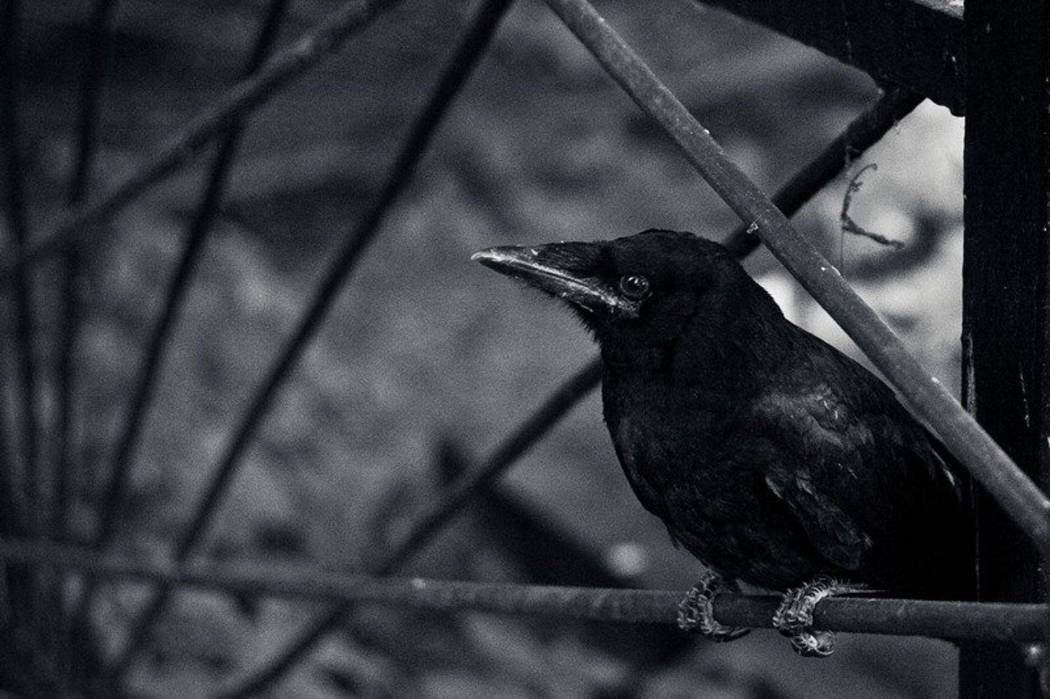 ворон, кладбище, природа, лес, Павел Лялин