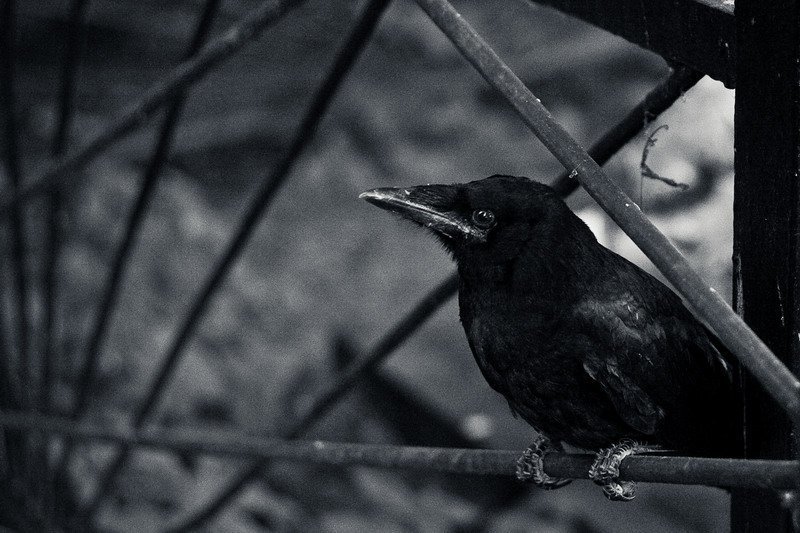 ворон, кладбище, природа, лес Ворон фото превью