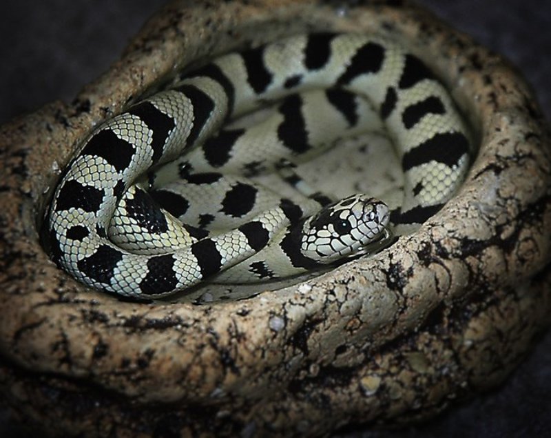 Калифорнийская королевская змейка. фото превью