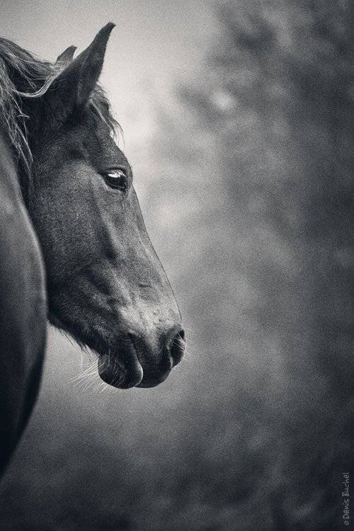 , Denis Buchel