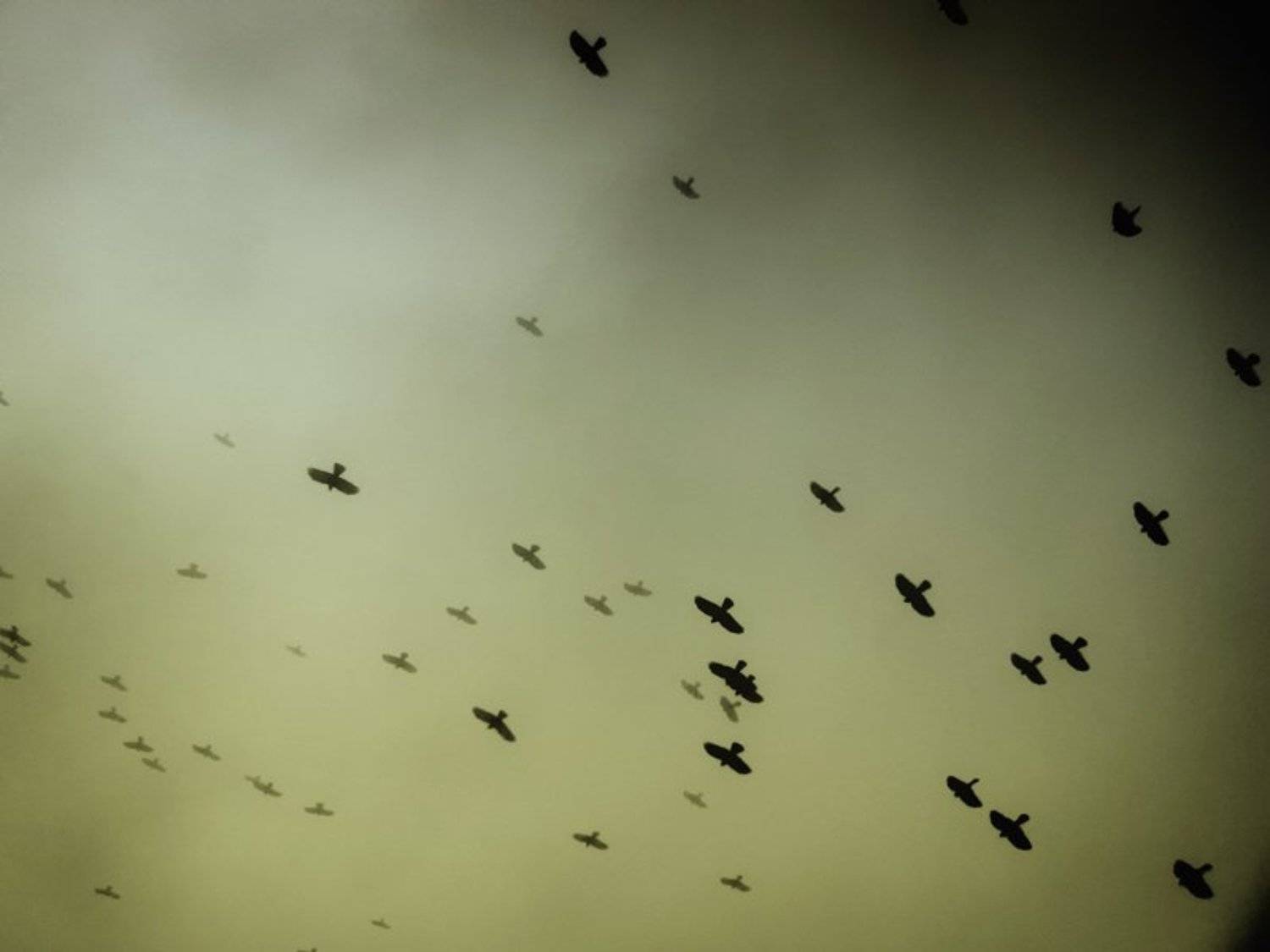 птицы, Slowhill