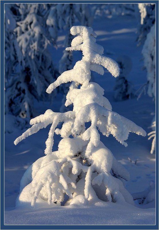 Мороз снежком укутывал 3 фото превью