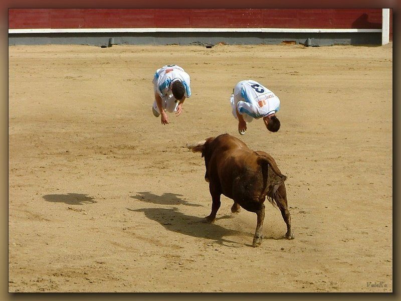 мадрид, испания, рекорте, корида, спорт, репортаж, бык. Двойное сальто. фото превью