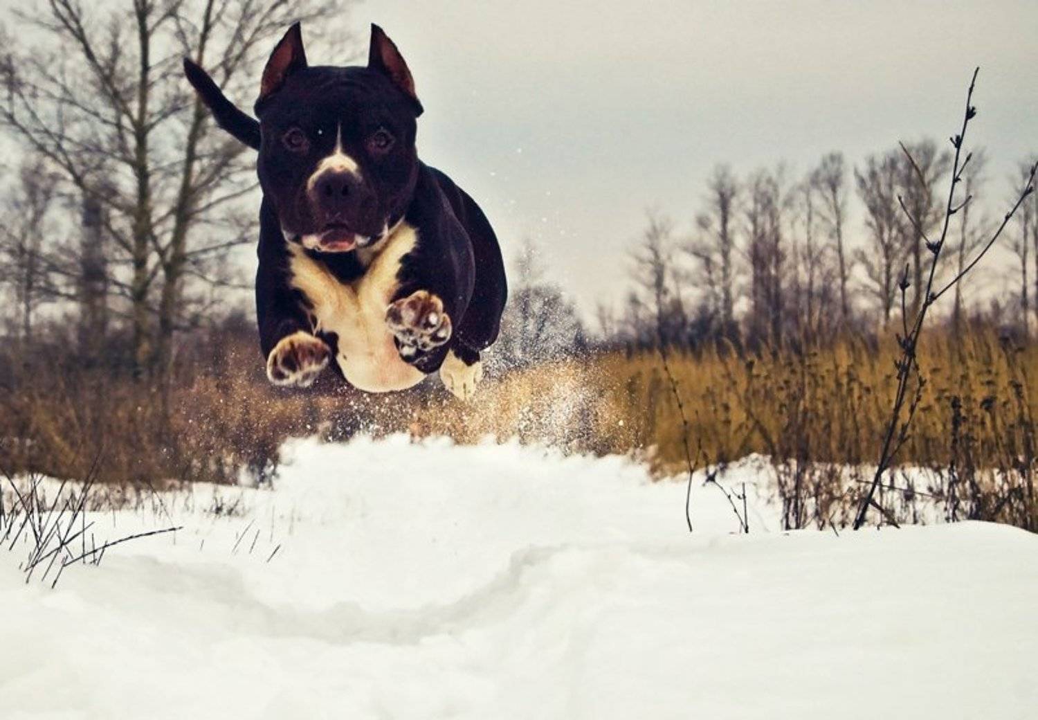 собака, Артем Парамонов