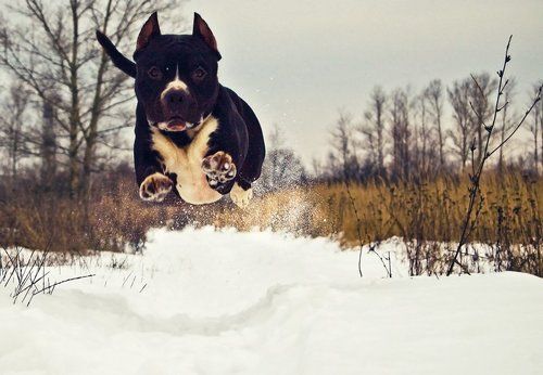 ужас, летящий на крыльях ночи