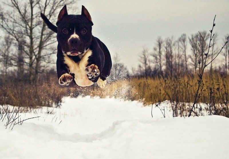 ужас, летящий на крыльях ночи фото превью