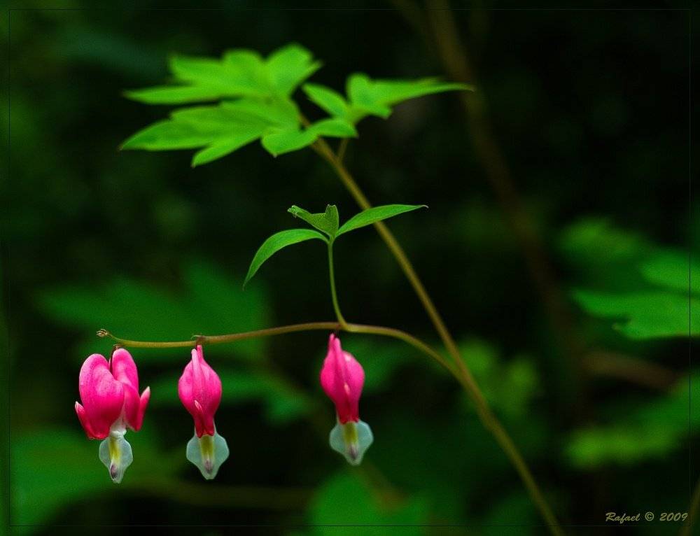 , Рафаэль Александрович Фоменко