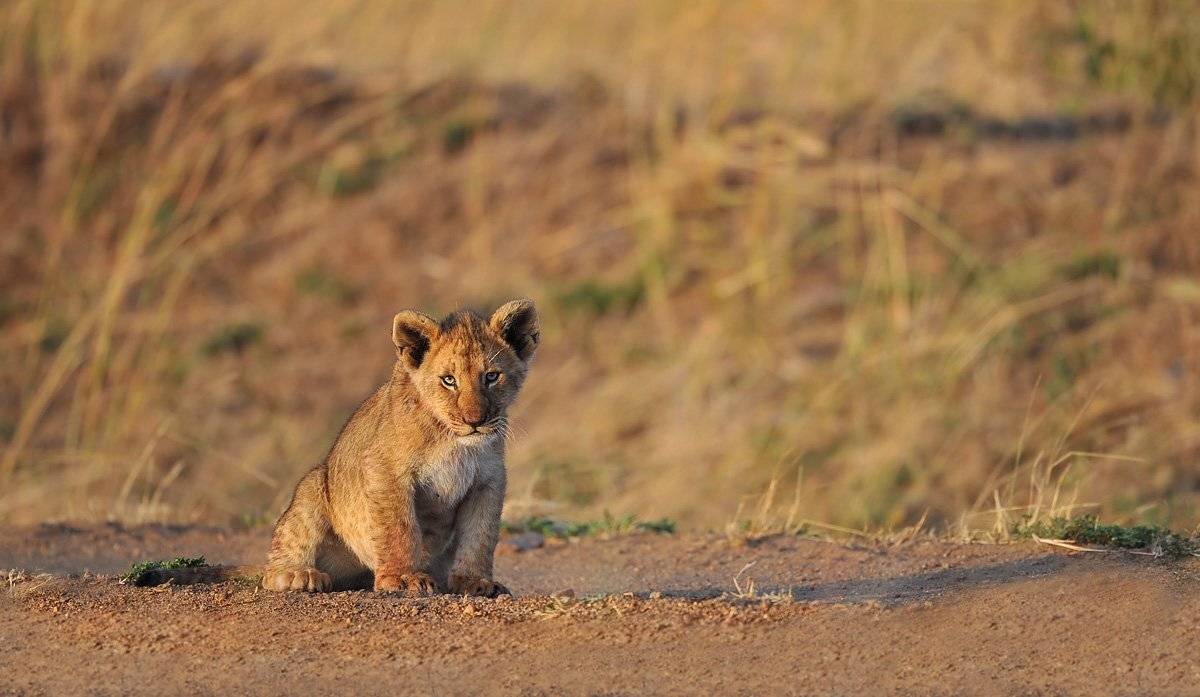 африка, масай мара, лев, львенок, Николай Зиновьев