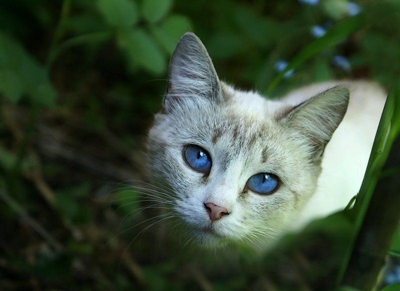 кошка, глаза, незабудки Незабудки фото превью