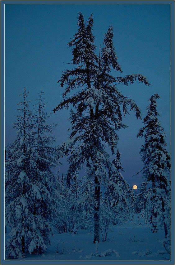 тайга,зима,сумерки, Солодухин Виктор