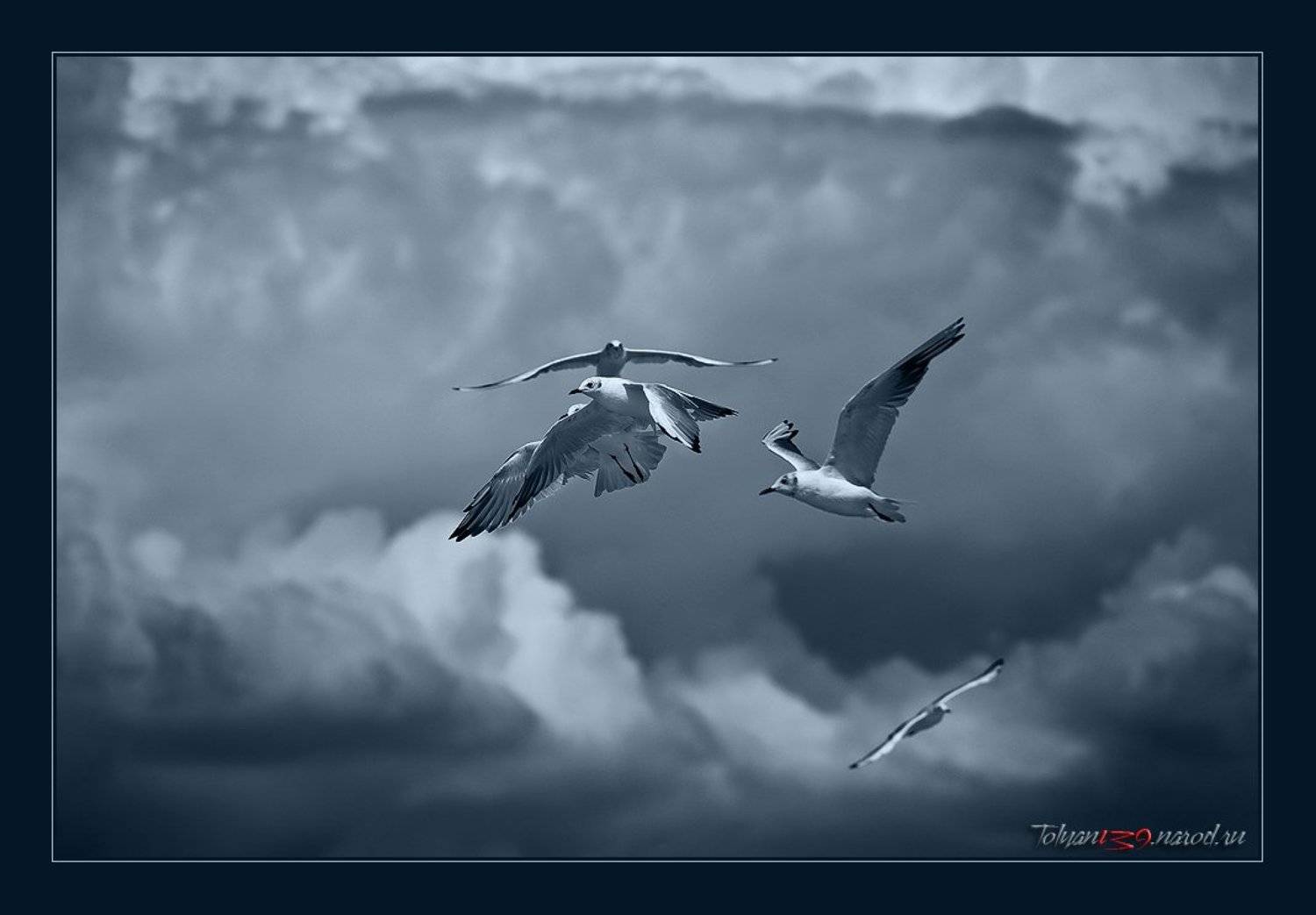 чайки, tolyan139