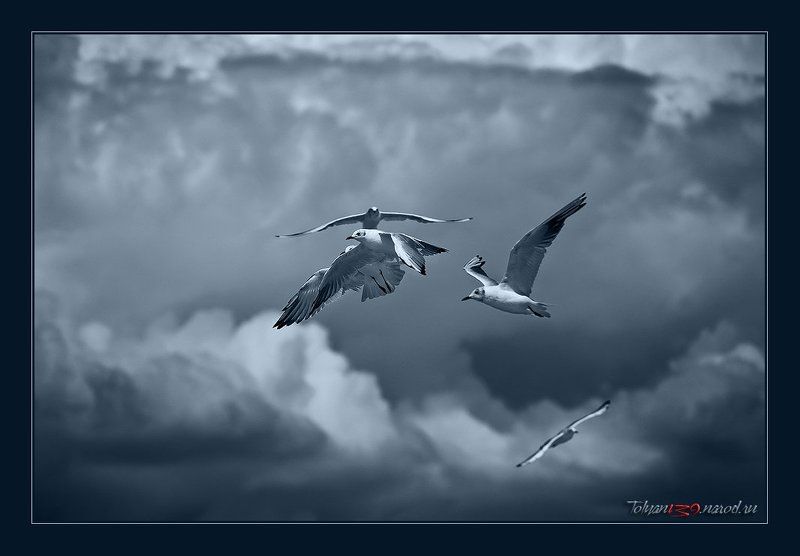 чайки Фото о свободе воздухоплавания и нелётной погоде... или презрев все правила движенья... фото превью